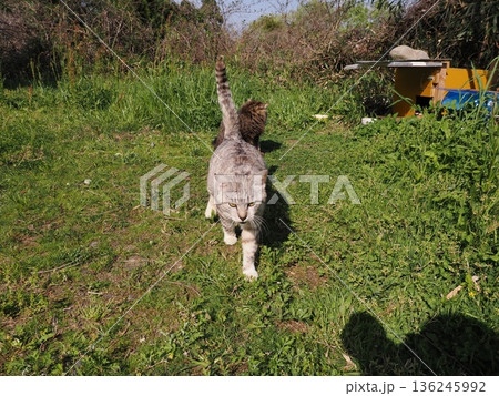 仲良しの可愛い地域猫 仲良しの可愛い地域猫 136245992