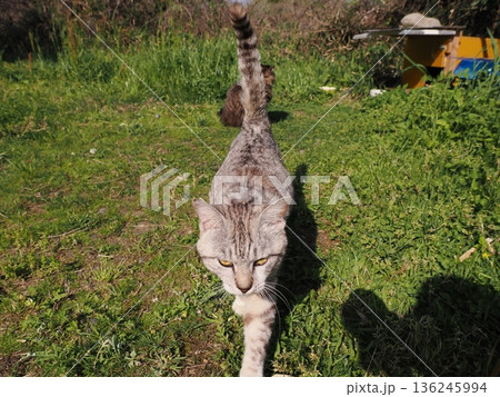 仲良しの可愛い地域猫 136245994