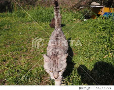 仲良しの可愛い地域猫 136245995