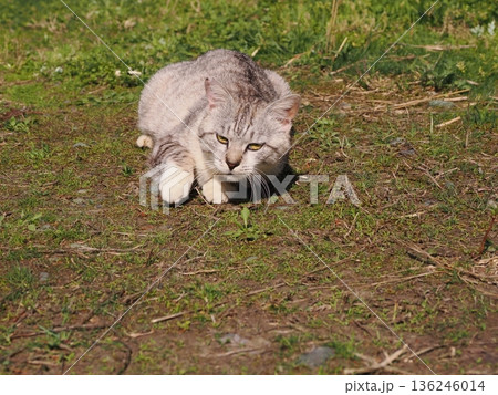 仲良しの可愛い地域猫 仲良しの可愛い地域猫 136246014