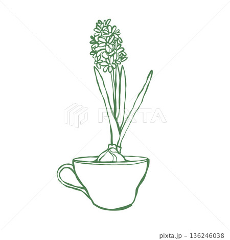 Vector hyacinth in a mug. Realistic outline illustration of a houseplant. Flower clip art in green. Vector hyacinth in a mug. Realistic outline illustration of a houseplant. Flower clip art in green. 136246038