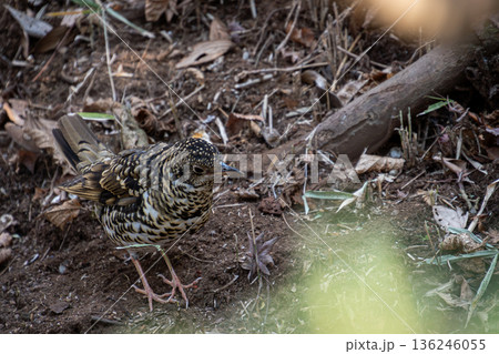 トラツグミ トラツグミ 136246055