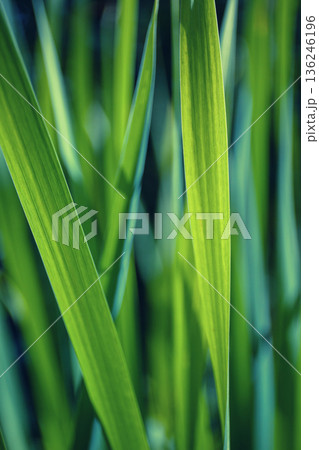 Fresh Green Grass Leaves Macro Background Fresh Green Grass Leaves Macro Background 136246196