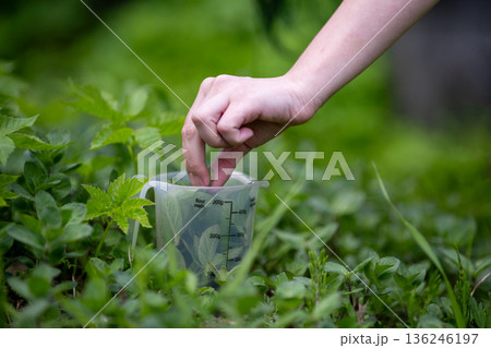 Hand Harvesting Fresh Mint Leaves in Garden Hand Harvesting Fresh Mint Leaves in Garden 136246197