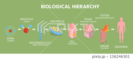 3D Isometric Flat Vector Illustration of Biological Hierarchy, Levels Of Biological Organization From Cells To Ecosystems 3D Isometric Flat Vector Illustration of Biological Hierarchy, Levels Of Biological Organization From Cells To Ecosystems 136246301