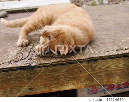 親離れ間近を知ってか知らずか無邪気に遊ぶ可愛い子猫 親離れ間近を知ってか知らずか無邪気に遊ぶ可愛い子猫 136246304