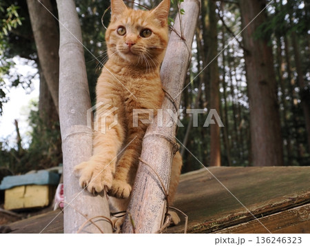 親離れ間近を知ってか知らずか無邪気に遊ぶ可愛い子猫 136246323