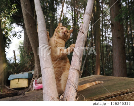 親離れ間近を知ってか知らずか無邪気に遊ぶ可愛い子猫 136246335