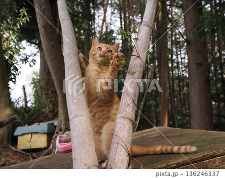 親離れ間近を知ってか知らずか無邪気に遊ぶ可愛い子猫 136246337