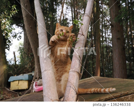 親離れ間近を知ってか知らずか無邪気に遊ぶ可愛い子猫 親離れ間近を知ってか知らずか無邪気に遊ぶ可愛い子猫 136246338