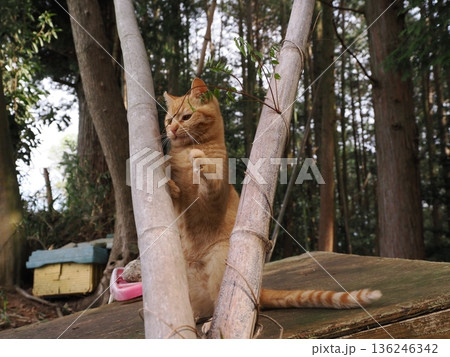 親離れ間近を知ってか知らずか無邪気に遊ぶ可愛い子猫 親離れ間近を知ってか知らずか無邪気に遊ぶ可愛い子猫 136246342