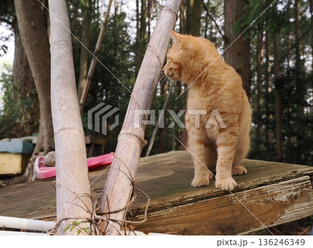 親離れ間近を知ってか知らずか無邪気に遊ぶ可愛い子猫 親離れ間近を知ってか知らずか無邪気に遊ぶ可愛い子猫 136246349