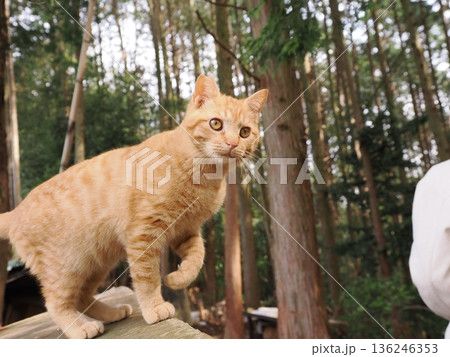 親離れ間近を知ってか知らずか無邪気に遊ぶ可愛い子猫 親離れ間近を知ってか知らずか無邪気に遊ぶ可愛い子猫 136246353