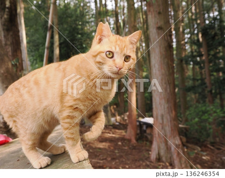 親離れ間近を知ってか知らずか無邪気に遊ぶ可愛い子猫 親離れ間近を知ってか知らずか無邪気に遊ぶ可愛い子猫 136246354