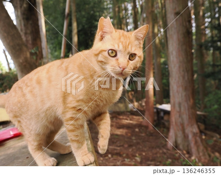 親離れ間近を知ってか知らずか無邪気に遊ぶ可愛い子猫 親離れ間近を知ってか知らずか無邪気に遊ぶ可愛い子猫 136246355