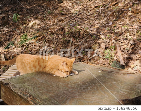 親離れ間近を知ってか知らずか無邪気に遊ぶ可愛い子猫 136246356