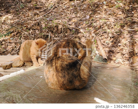 親離れ間近を知ってか知らずか無邪気に遊ぶ可愛い子猫 136246358