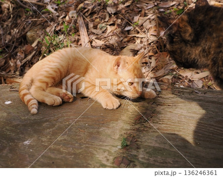 親離れ間近を知ってか知らずか無邪気に遊ぶ可愛い子猫 親離れ間近を知ってか知らずか無邪気に遊ぶ可愛い子猫 136246361