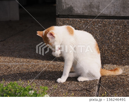 ポカポカ陽気に誘われて日向ぼっこする猫 ポカポカ陽気に誘われて日向ぼっこする猫 136246491