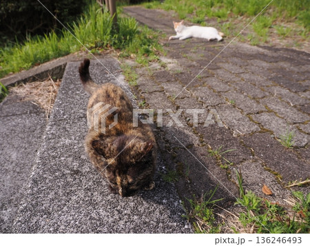 ポカポカ陽気に誘われて日向ぼっこする猫 136246493