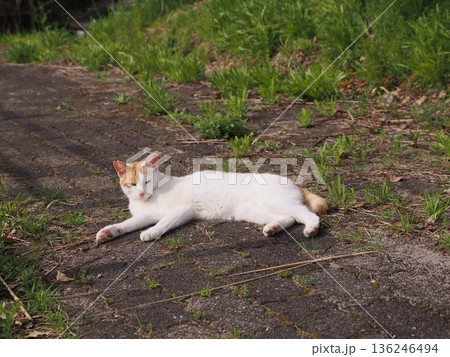 ポカポカ陽気に誘われて日向ぼっこする猫 ポカポカ陽気に誘われて日向ぼっこする猫 136246494