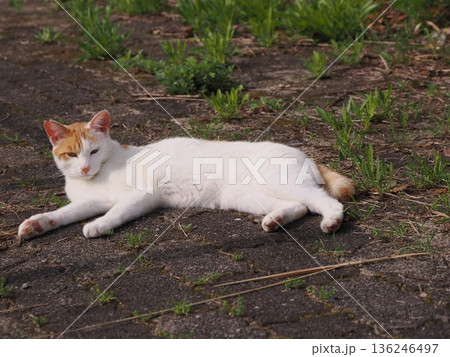ポカポカ陽気に誘われて日向ぼっこする猫 ポカポカ陽気に誘われて日向ぼっこする猫 136246497
