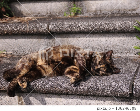 ポカポカ陽気に誘われて日向ぼっこする猫 ポカポカ陽気に誘われて日向ぼっこする猫 136246509