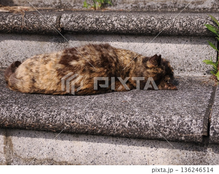 ポカポカ陽気に誘われて日向ぼっこする猫 ポカポカ陽気に誘われて日向ぼっこする猫 136246514