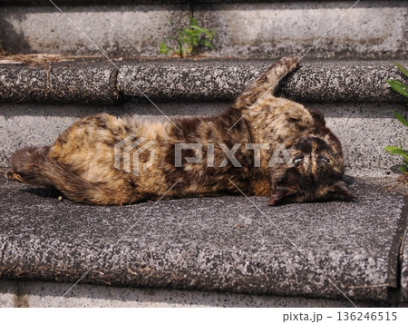 ポカポカ陽気に誘われて日向ぼっこする猫 ポカポカ陽気に誘われて日向ぼっこする猫 136246515