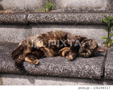 ポカポカ陽気に誘われて日向ぼっこする猫 ポカポカ陽気に誘われて日向ぼっこする猫 136246517