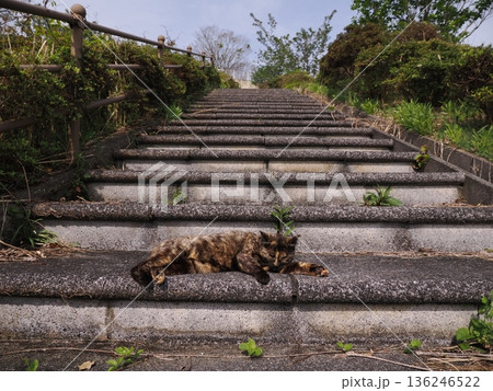 ポカポカ陽気に誘われて日向ぼっこする猫 136246522