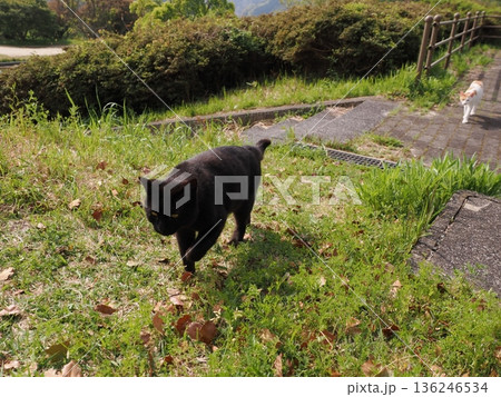 ポカポカ陽気に誘われて日向ぼっこする猫 136246534