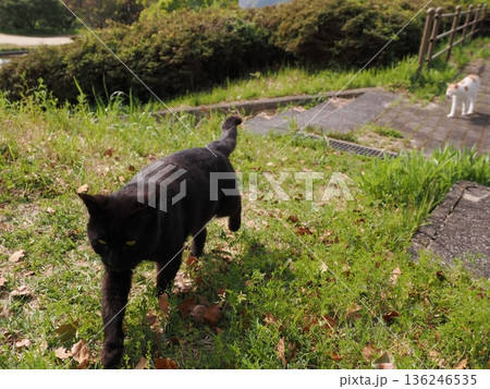 ポカポカ陽気に誘われて日向ぼっこする猫 136246535
