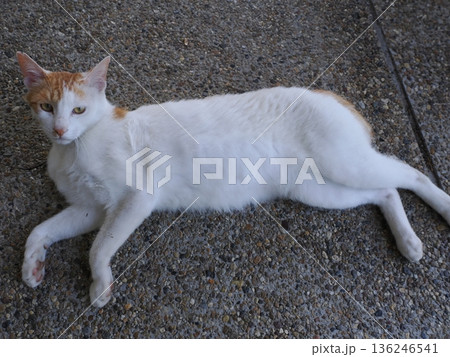 ポカポカ陽気に誘われて日向ぼっこする猫 136246541
