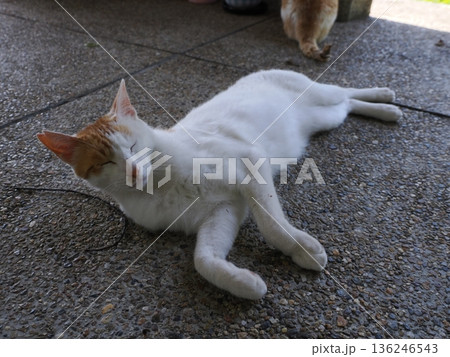 ポカポカ陽気に誘われて日向ぼっこする猫 ポカポカ陽気に誘われて日向ぼっこする猫 136246543