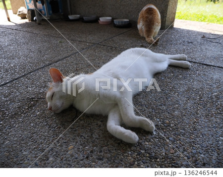 ポカポカ陽気に誘われて日向ぼっこする猫 ポカポカ陽気に誘われて日向ぼっこする猫 136246544