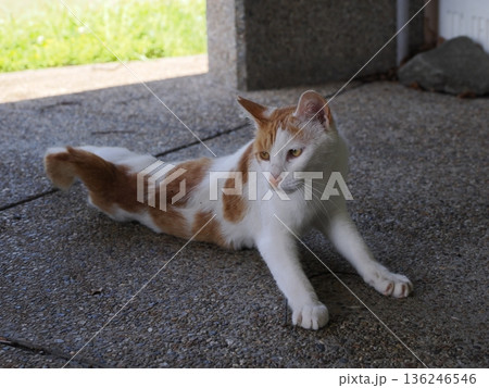 ポカポカ陽気に誘われて日向ぼっこする猫 ポカポカ陽気に誘われて日向ぼっこする猫 136246546