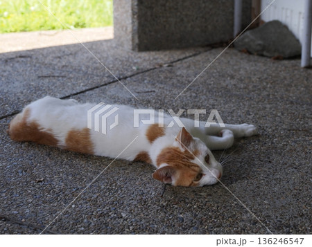 ポカポカ陽気に誘われて日向ぼっこする猫 136246547