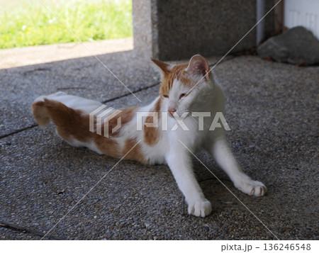 ポカポカ陽気に誘われて日向ぼっこする猫 136246548