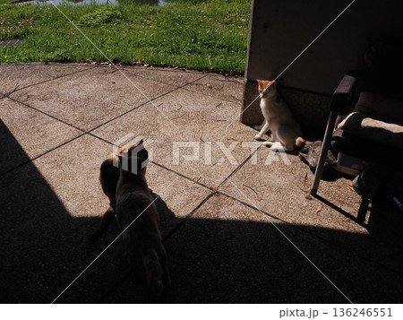 ポカポカ陽気に誘われて日向ぼっこする猫 136246551