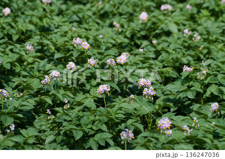 クローズアップジャガイモ畑の花 136247036
