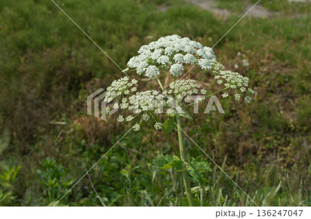 野草ノラニンジン 野草ノラニンジン 136247047