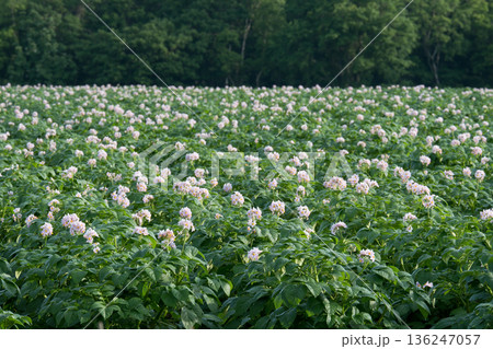 ジャガイモ畑の薄紫色の花 136247057