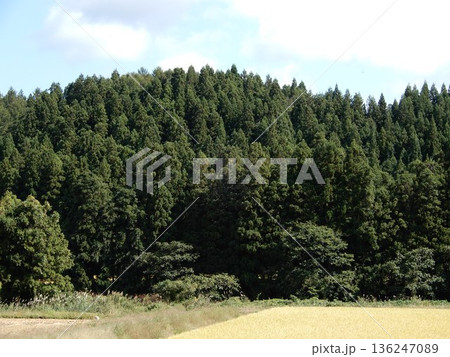 スギの木 針葉樹林 136247089