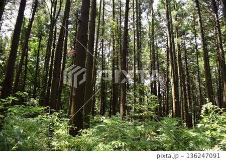 スギの木 針葉樹林 スギの木 針葉樹林 136247091