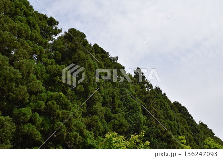 スギの木 針葉樹林 136247093