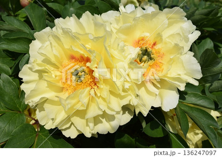 シャクヤク シャクヤク 136247097