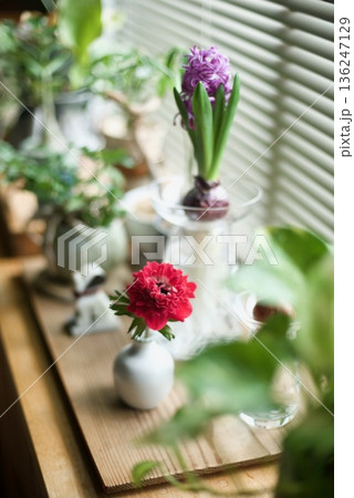 一輪挿しに生けた赤いアネモネの花 136247129