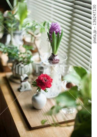 一輪挿しに生けた赤いアネモネの花 136247130
