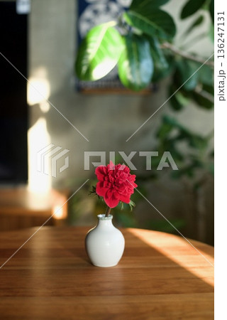 一輪挿しに生けた赤いアネモネの花 136247131
